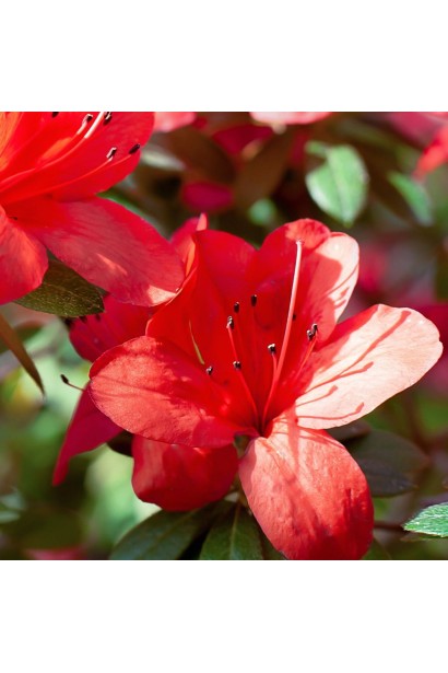 Рододендрон Ардеур / Азалія - 2-5л/вис.30-40см/Ø30-40см